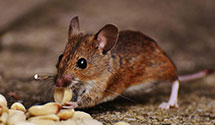 24 Hour & Emergency Exterminators in Power, MT